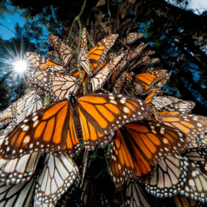 Tour Mariposa Monarca Rancho El Rosario en Michoacan