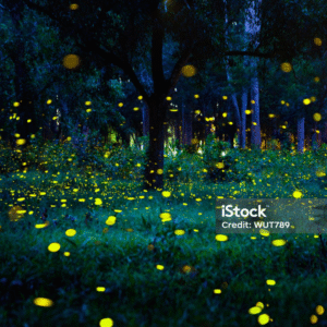 Tour Avistamineto de  Luciérnagas  en Tlaxcala