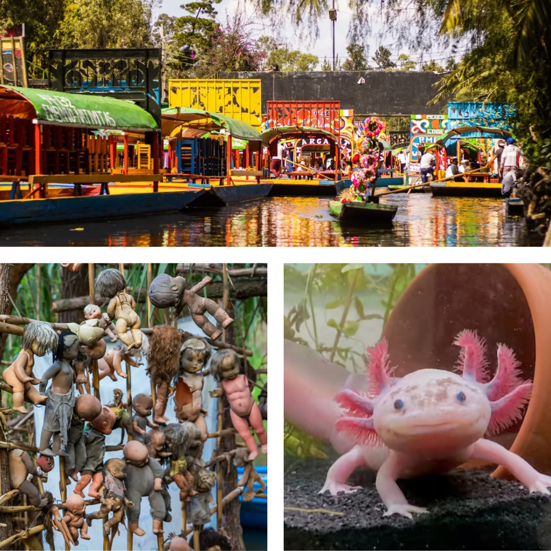 Tour Xochimilco, Isla de las muñecas, Museo del Ajolote